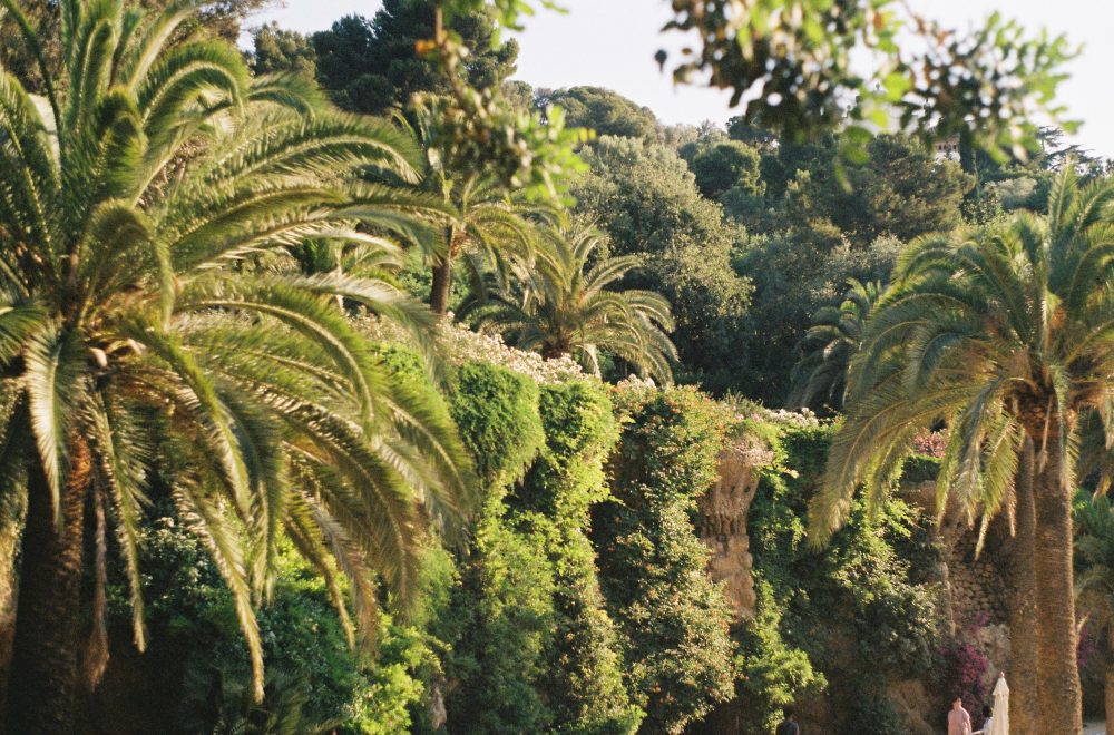 nature in park guell