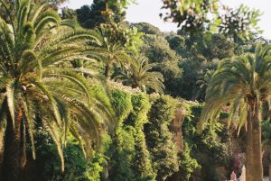 nature in park guell