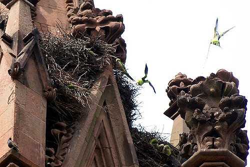 Brooklyn Parrots in Flight