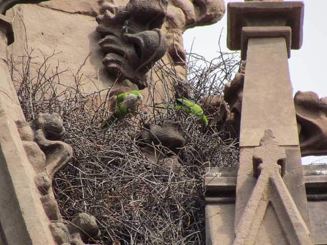 Brooklyn Parrots - Greenwood Cemetery