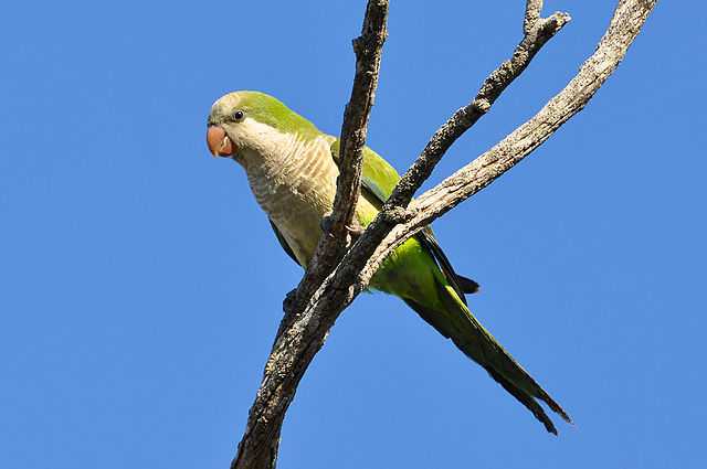 Brooklyn Parrots - Monk Parakeets