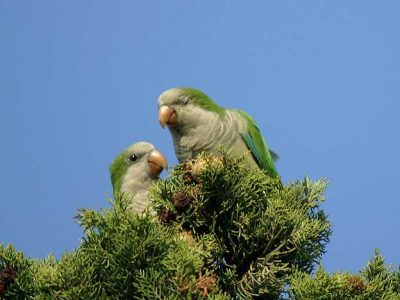 Brooklyn Parrots - Monk Parakeets
