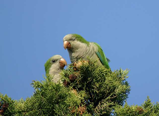 Brooklyn Parrots - Monk Parakeets