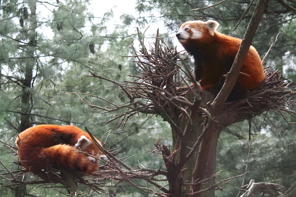 Red pandas in the Central Park Zoo