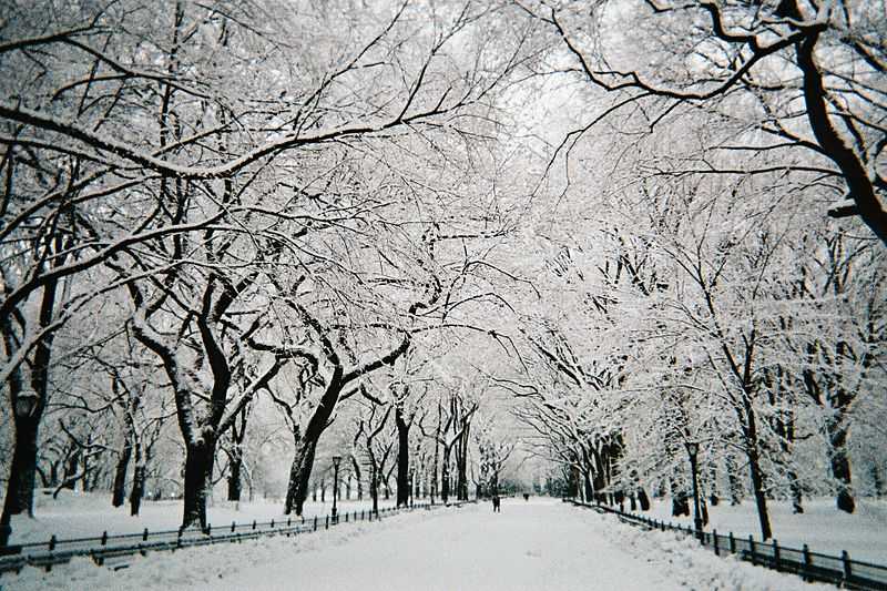 Central Park in Snow