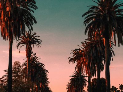 Street with palm trees