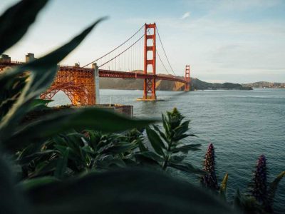 golden gate bridge with foliage in front