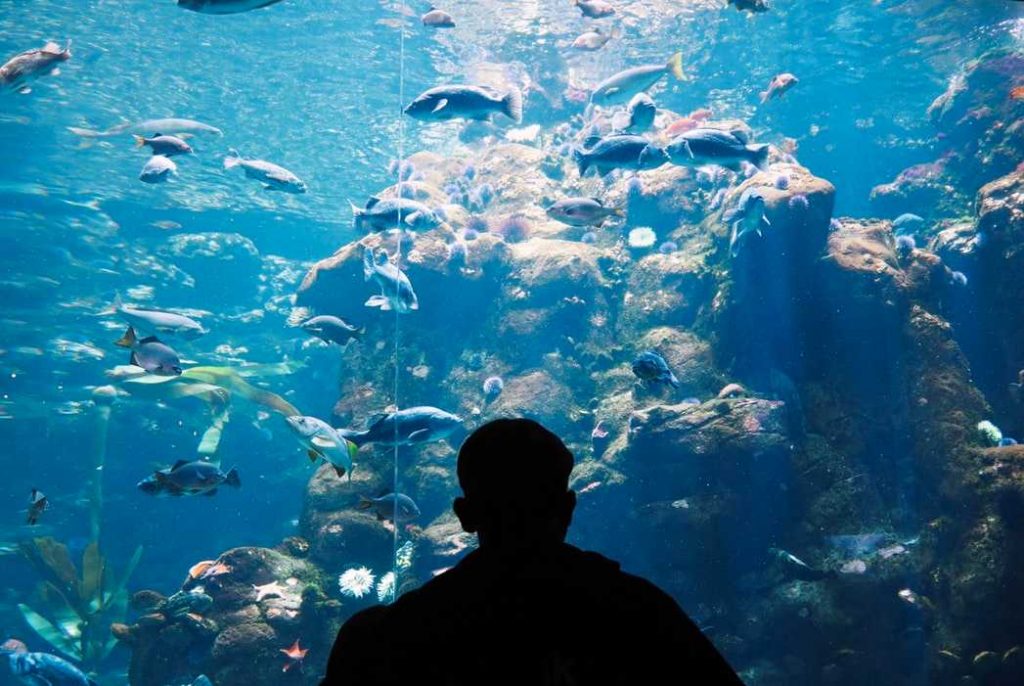 Golden Gate Park Aquarium
