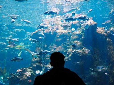 golden gate park aquarium