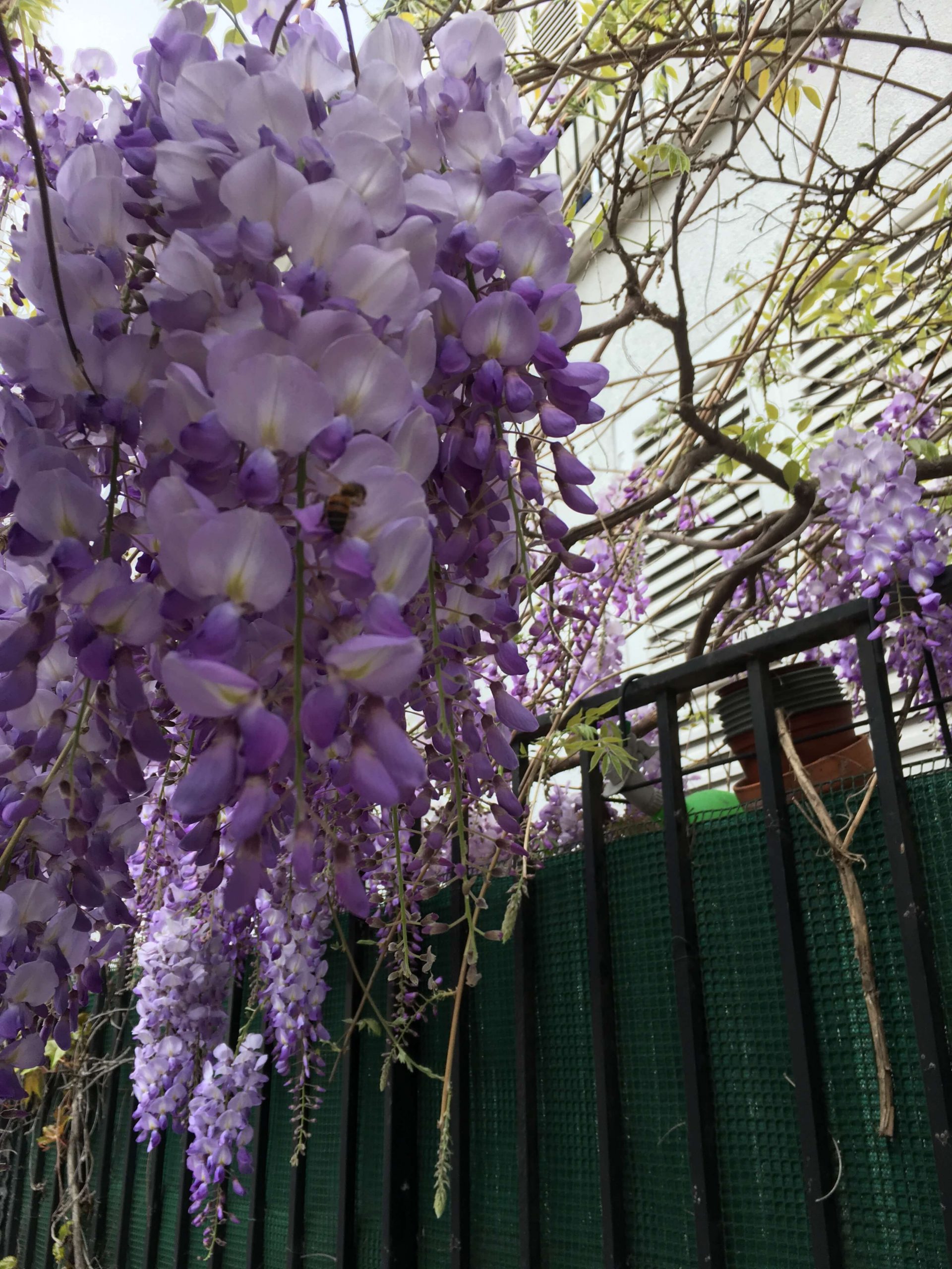 Blooming purple wisteria hanging in front of a fence in Montmartre in Paris