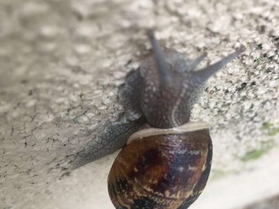 A snail creeps up a wall