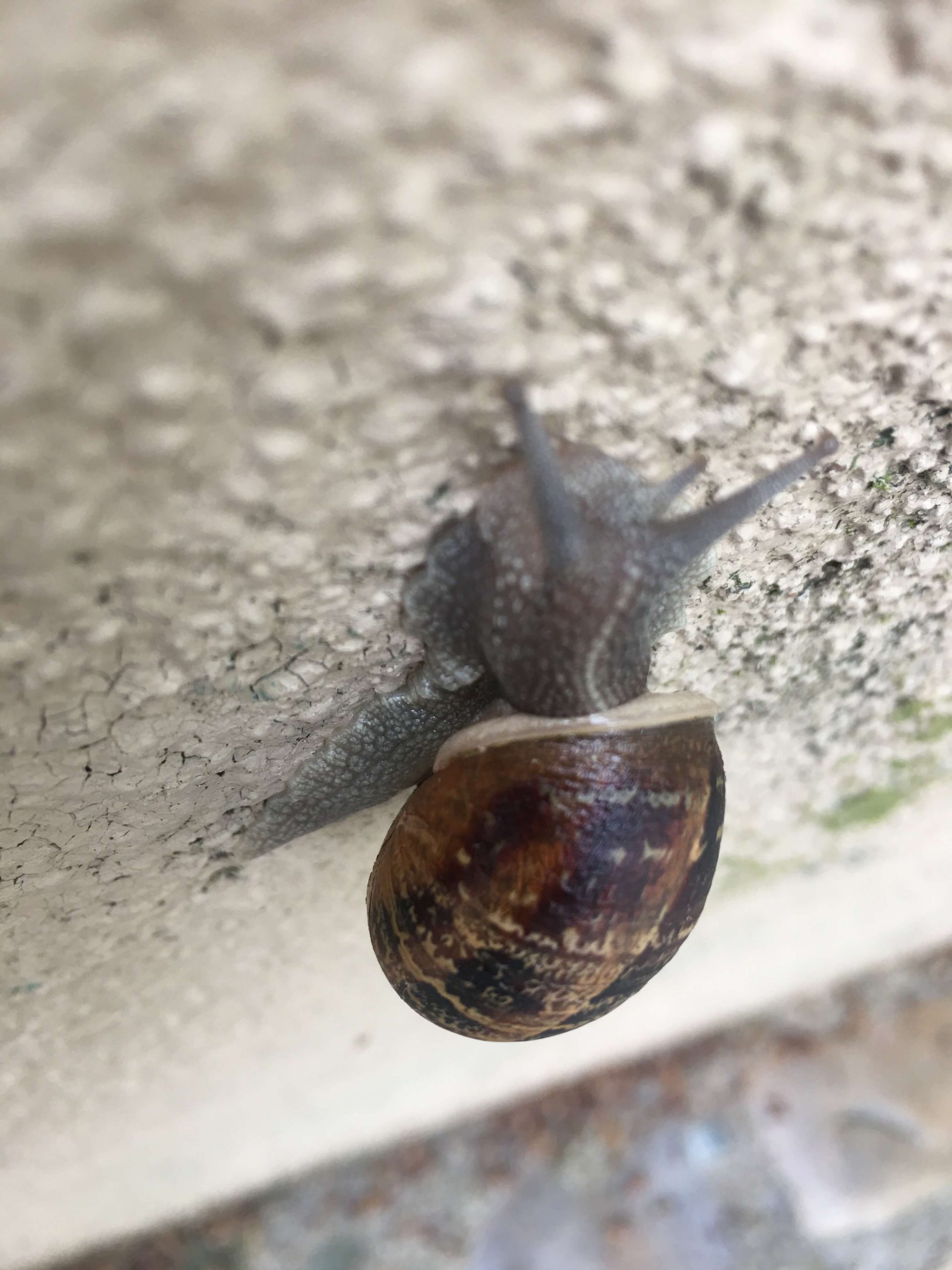 A snail creeps up a wall
