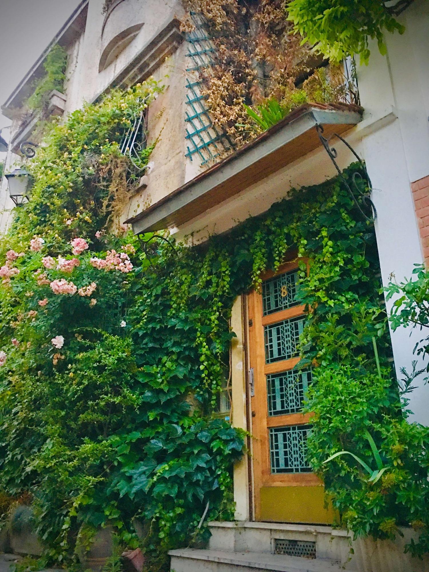 Vines climb up a wall of a home and a big rose bush has big, pink roses