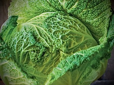 Head of French green cabbage