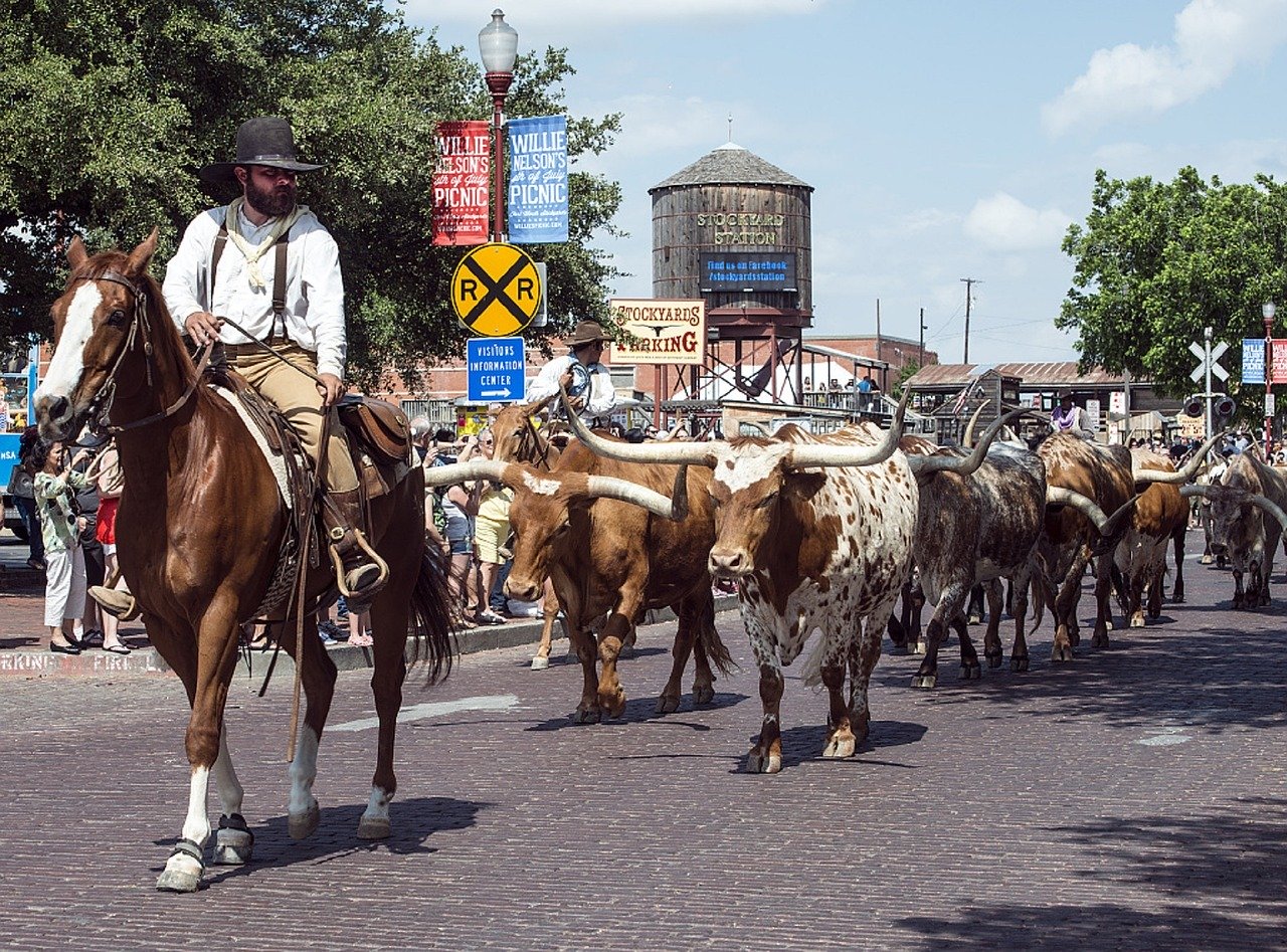 Cattle at Fort Worth Stockyards