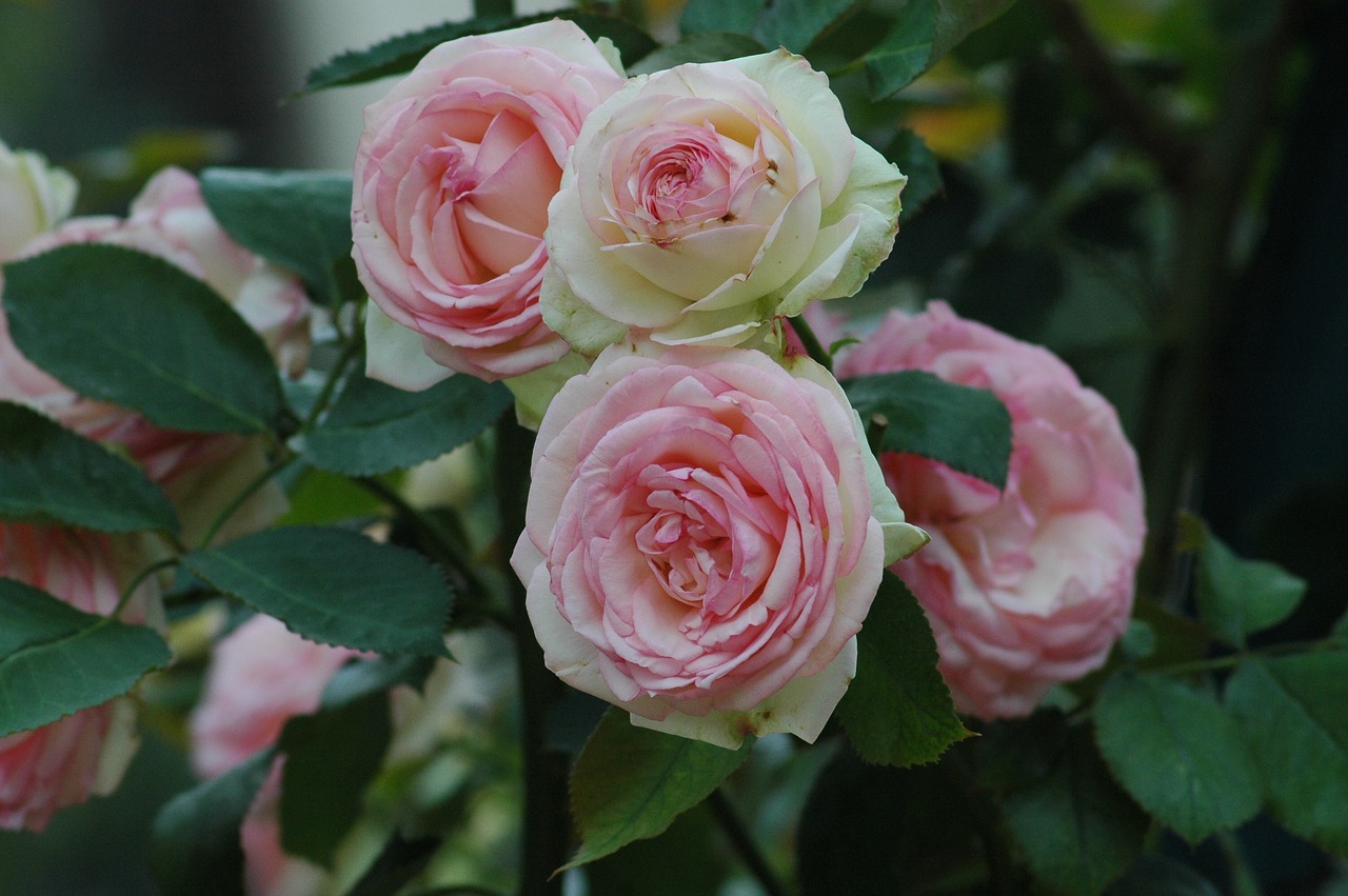 roses in bloom in Paris