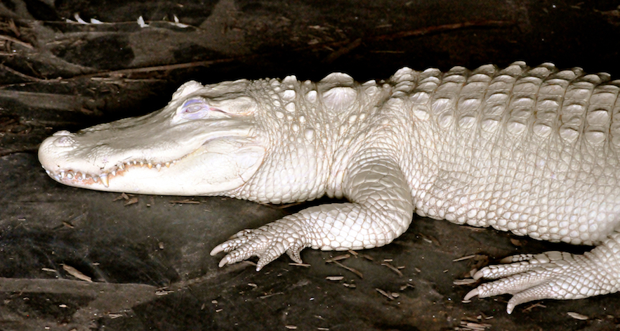 albino alligator in exhibit