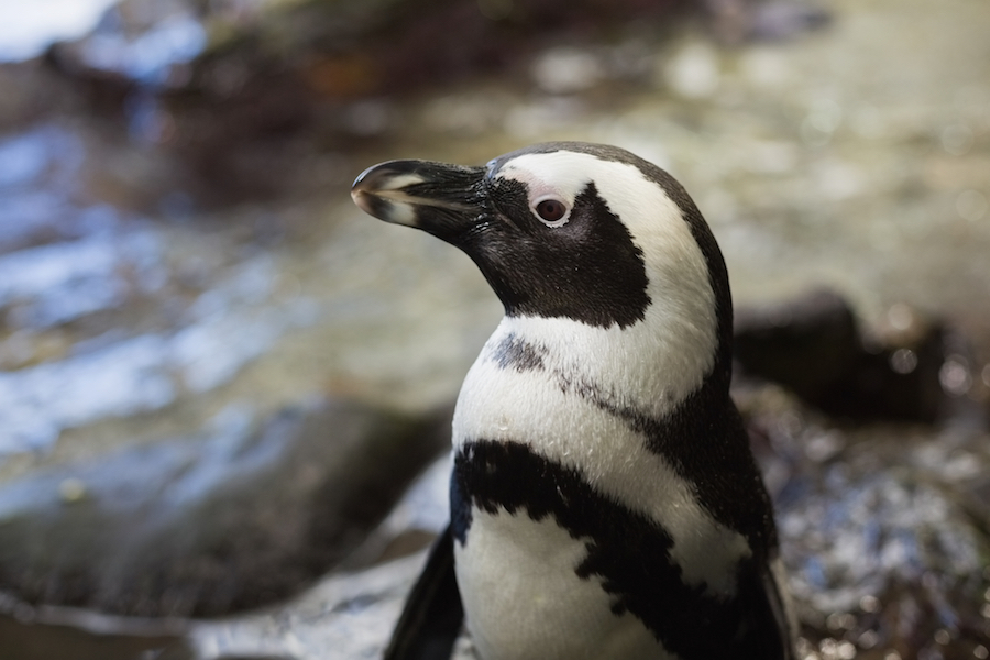 penguin in an enclosure