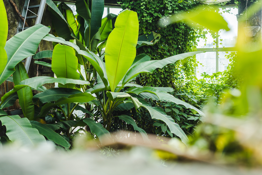 Indoor rainforest exhibit