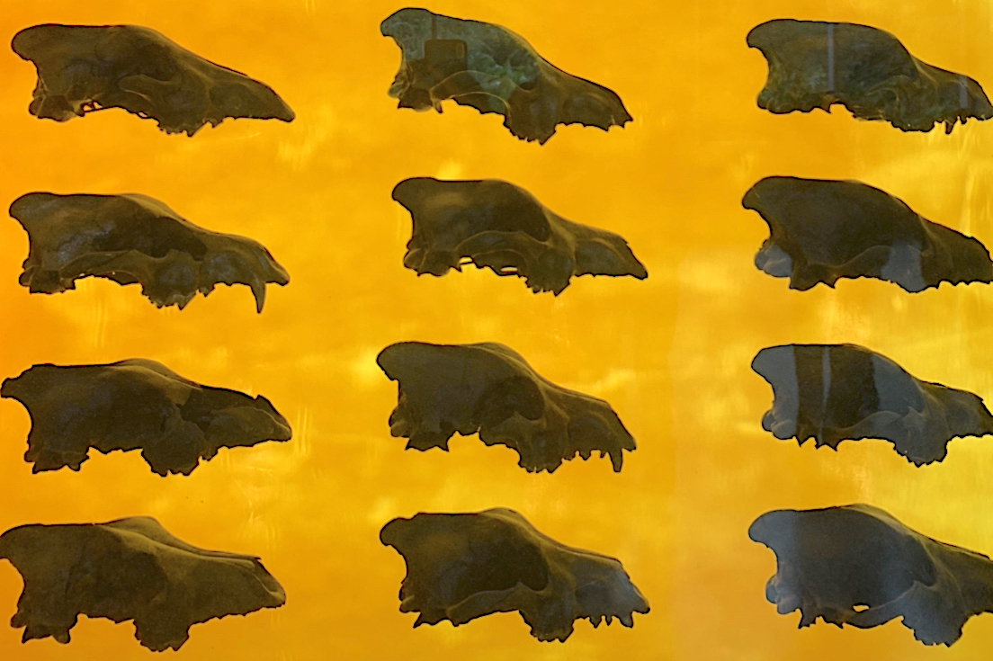 Display of dire wolf skulls in the Page Museum at La Brea Tar Pits