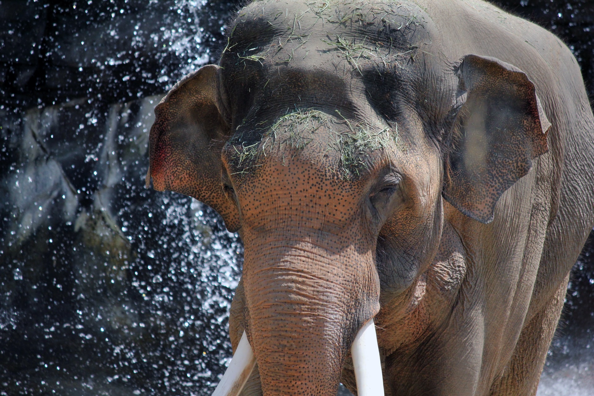 Elephant at the LA zoo