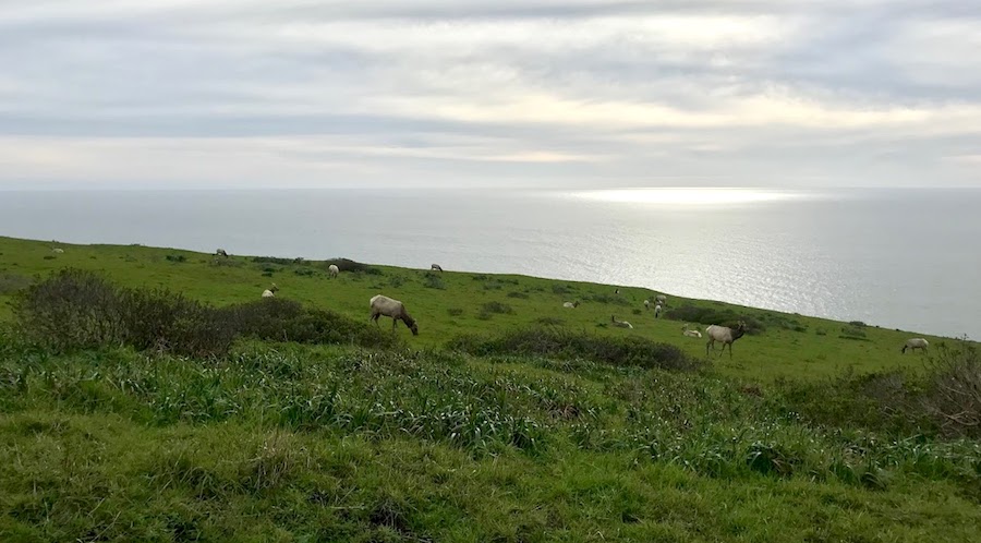 Elk on the Tomales Bay Point Trail