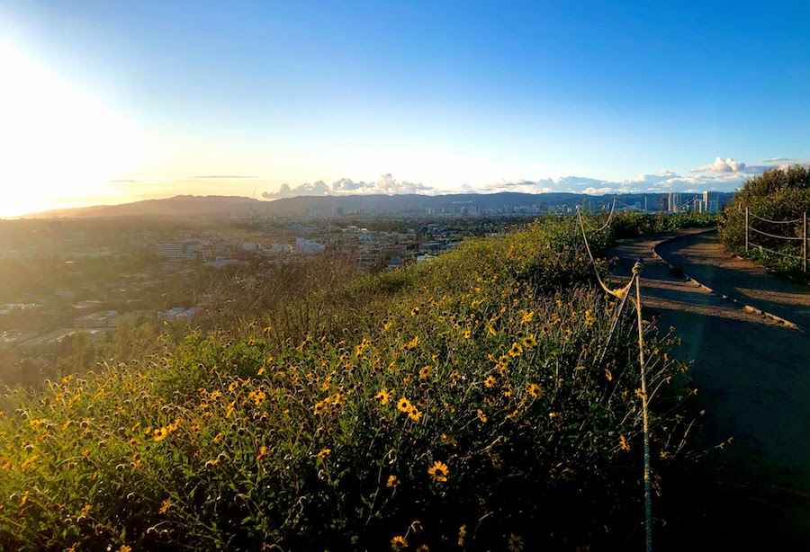 Baldwin Hills Scenic Overlook sunset with flowers in the foreground