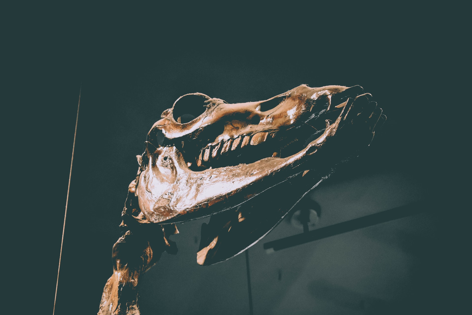 Skull on display at the La Brea Tar Pits