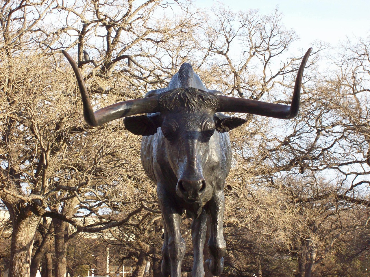Bronze sculpture of a bull in Pioneer Plaza