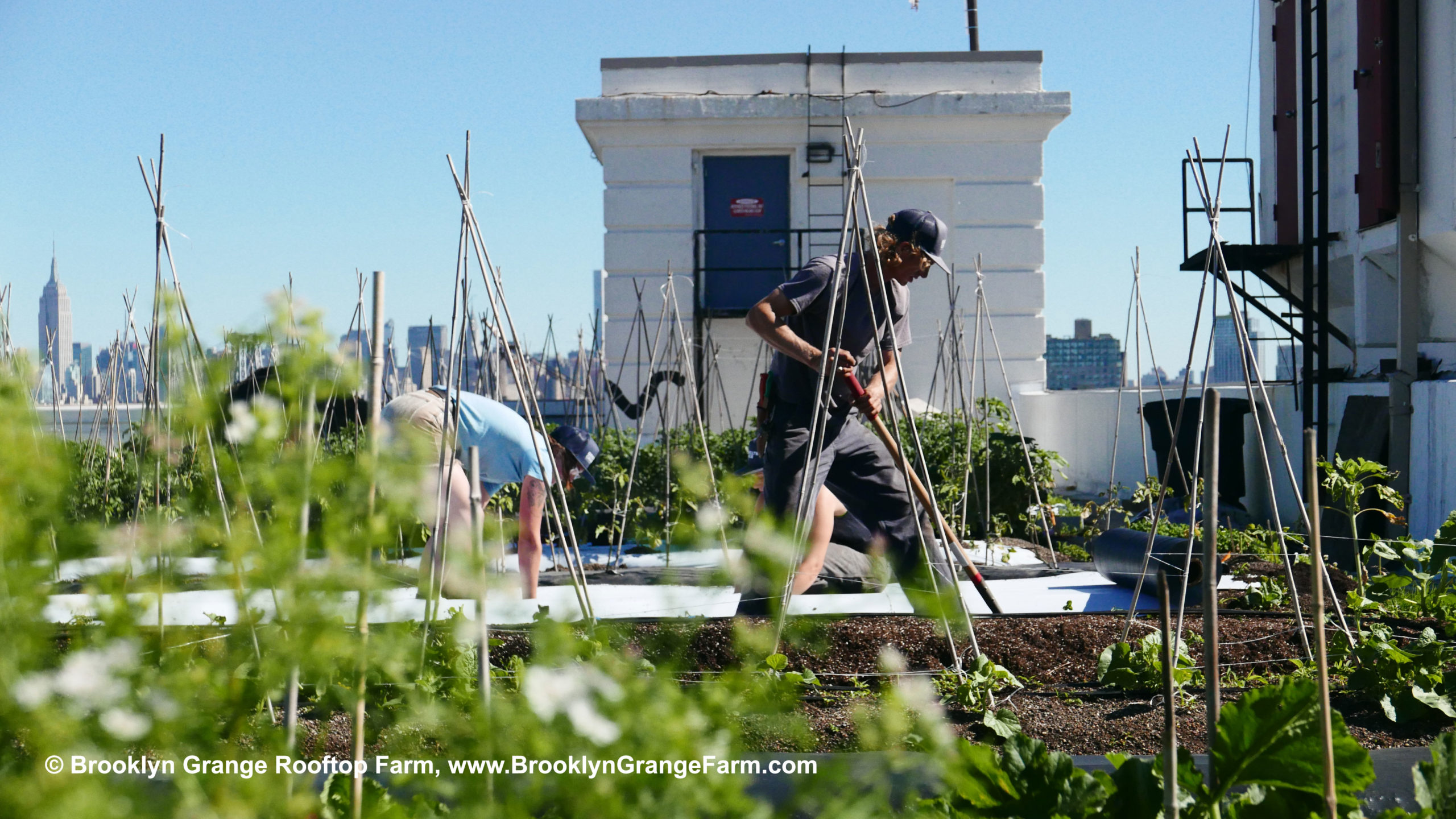 Brooklyn Grange