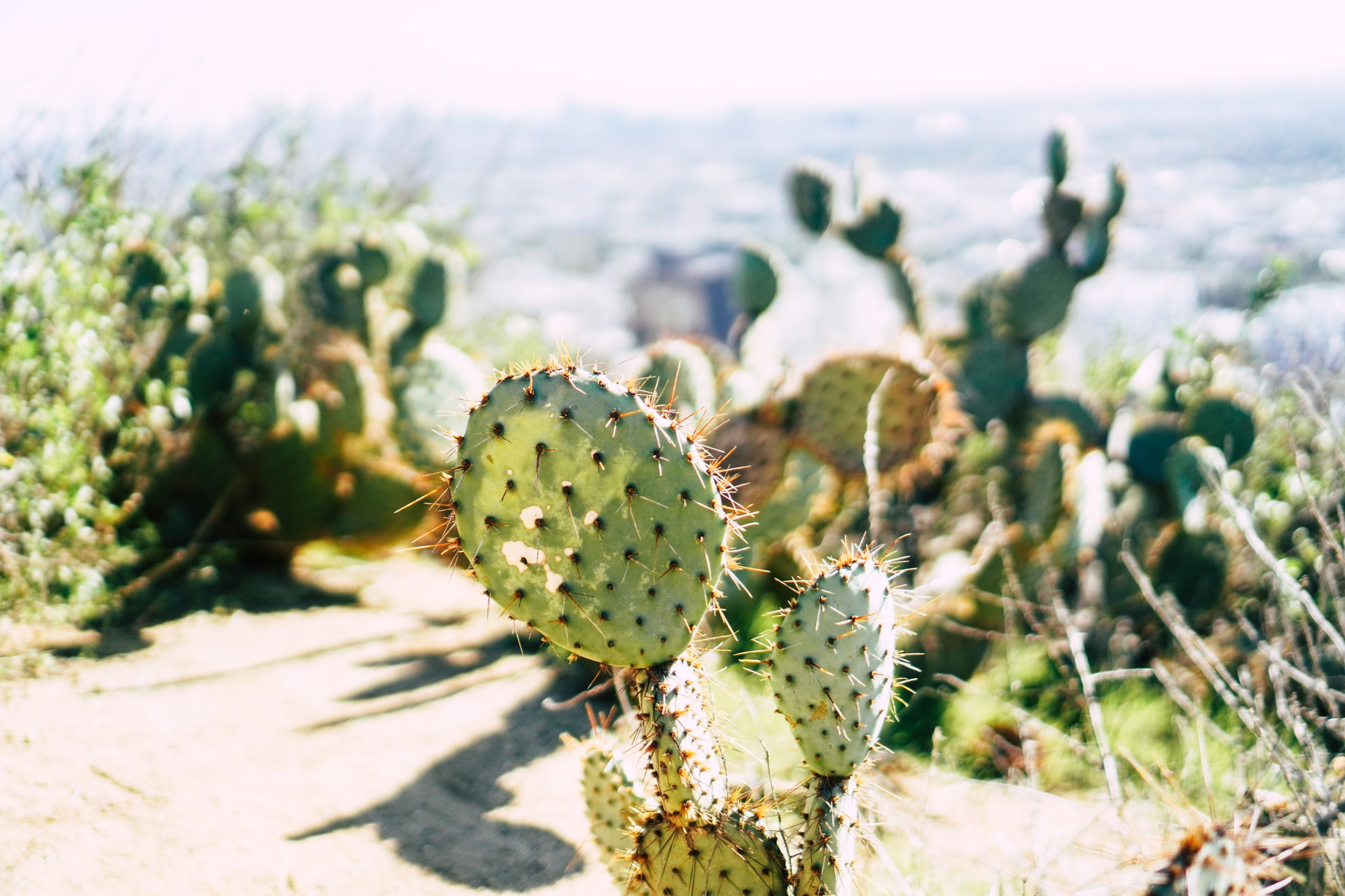 cactus at Runyon Canyon