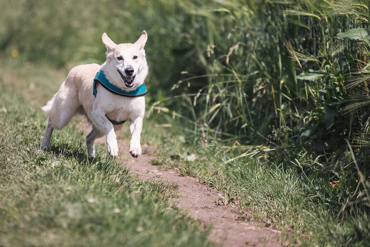 dog running at the park