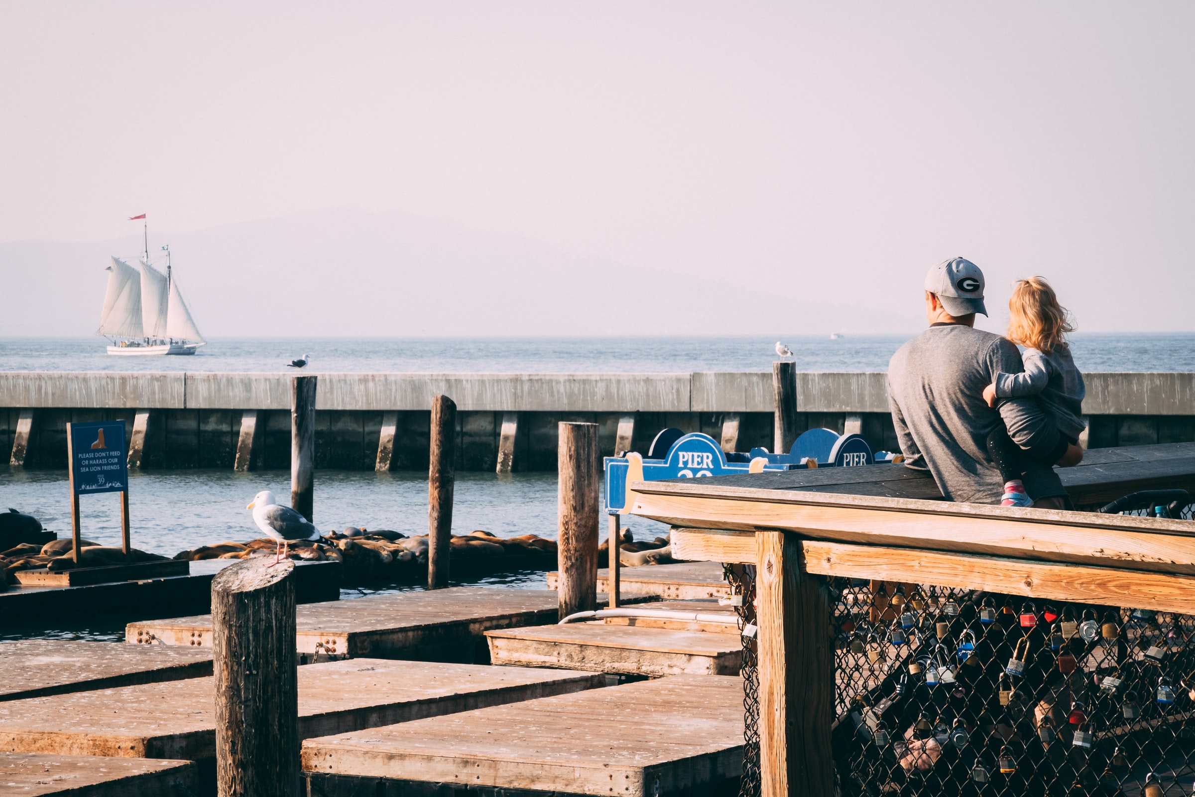 sea lions at pier 39