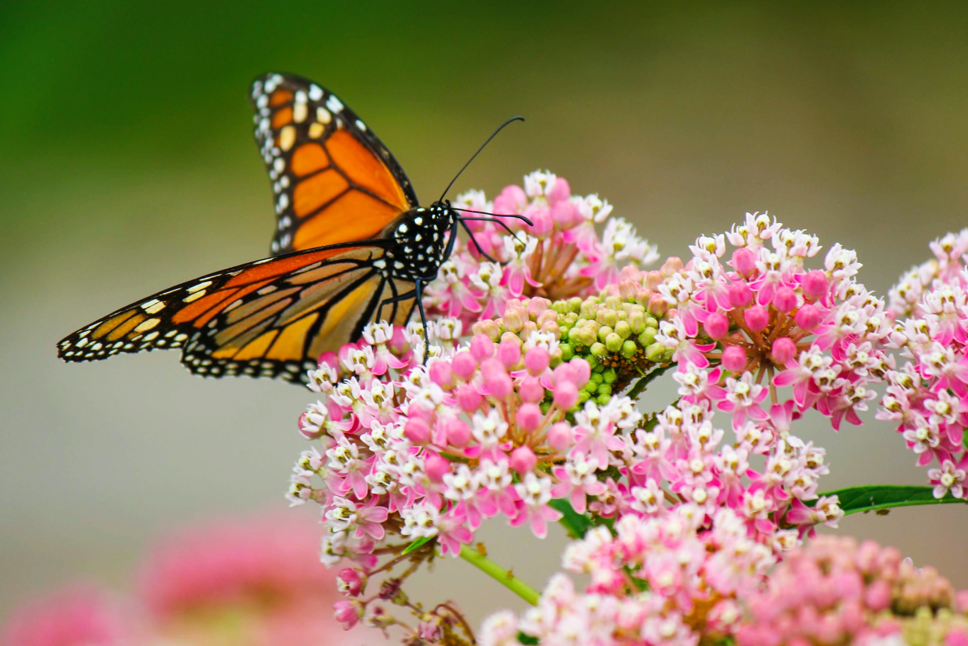 Butterfly on a flower at the dallas arboretum