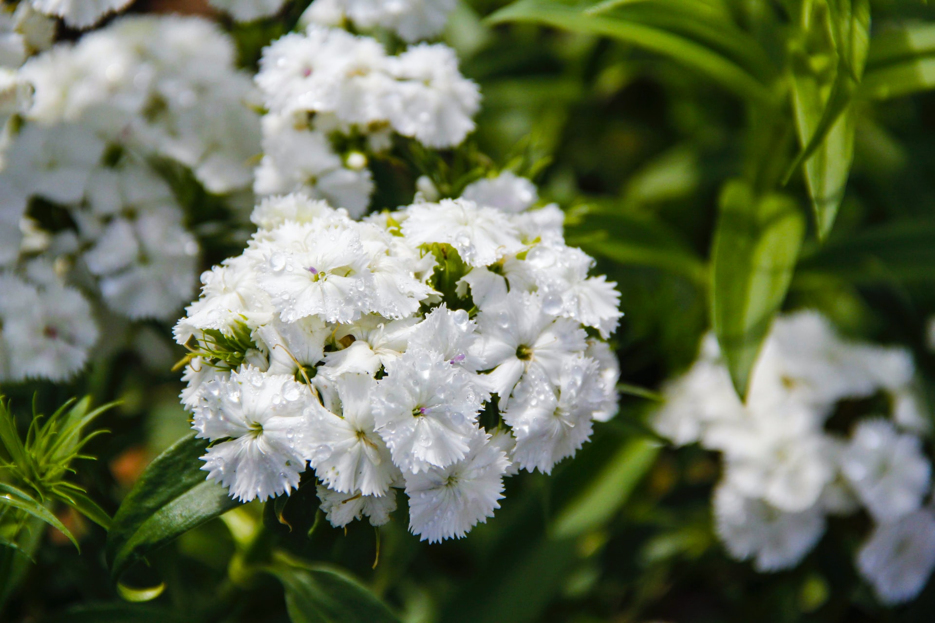 Flowers at the Dallas botanical garden