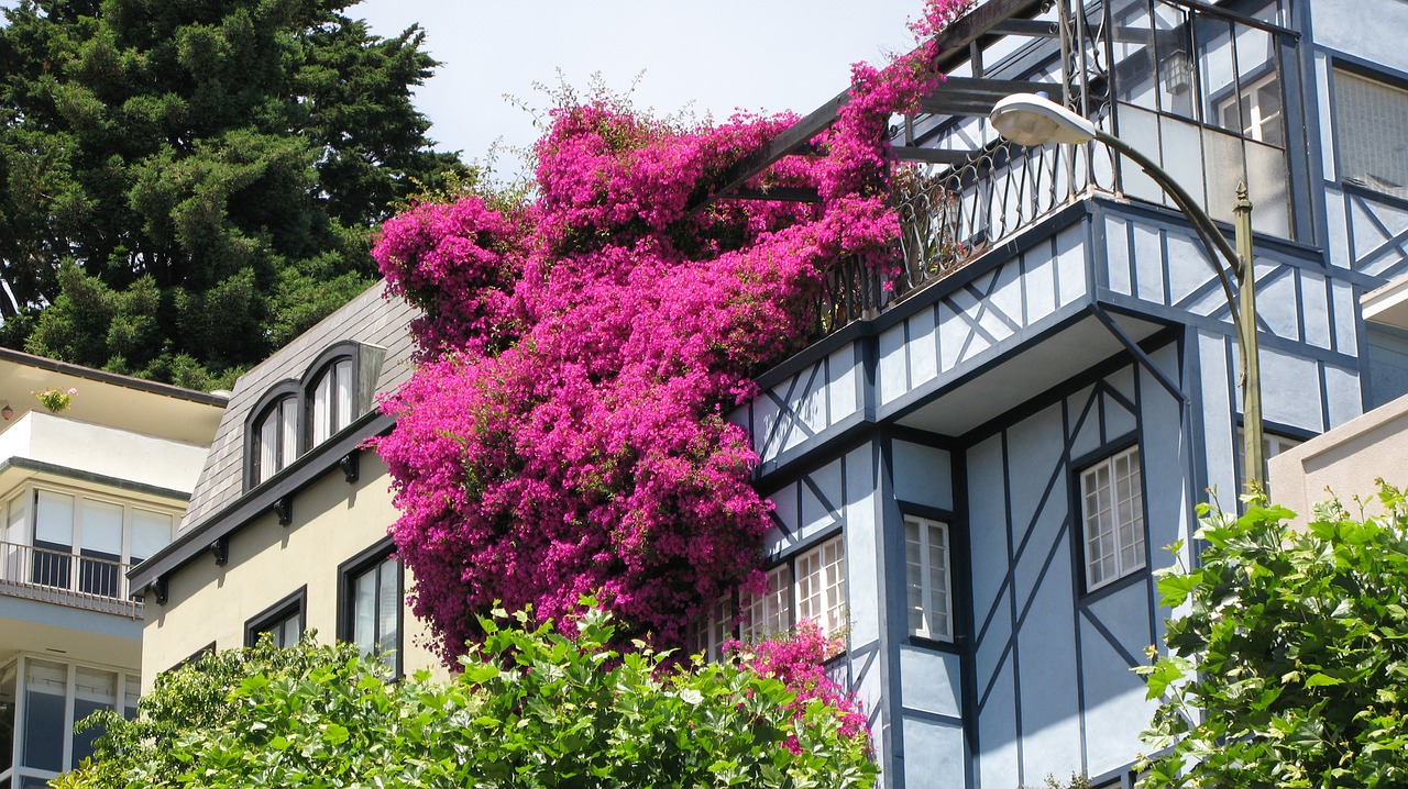 Flowers spilling over the walls of a house on Lombard Street