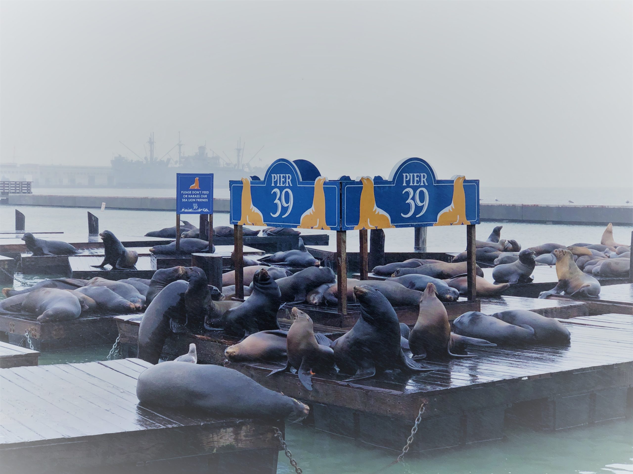 photo by Dara Mihaly of pier 39 sea lions