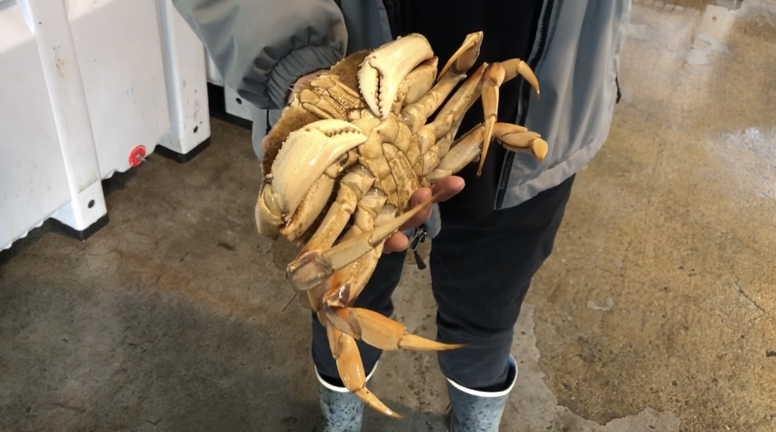 Photo by Dara Mihaly Dungeness crab