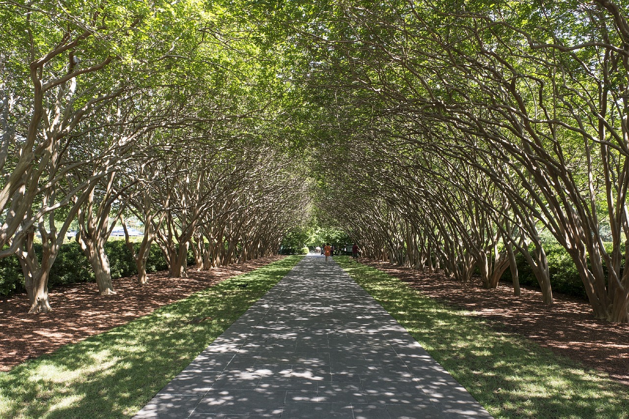 Tree-lined avenue at the Dallas Arboretum in East Dallas