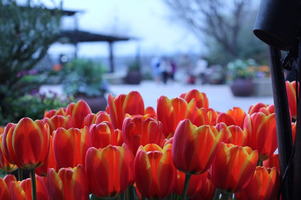 Tulips at Dallas Arboretum and Botanical Garden