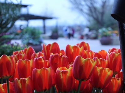 Tulips at Dallas Arboretum and Botanical Garden