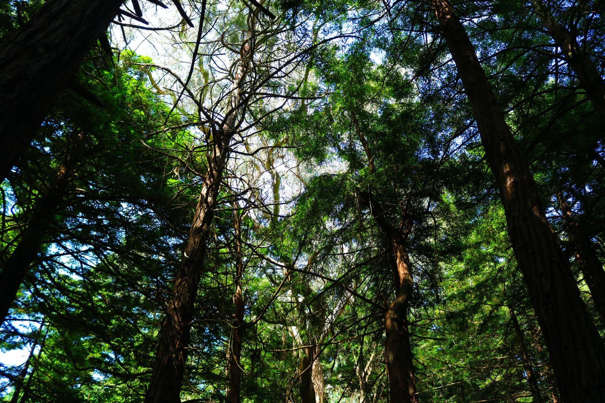 Trees in Golden Gate Park in San Francisco