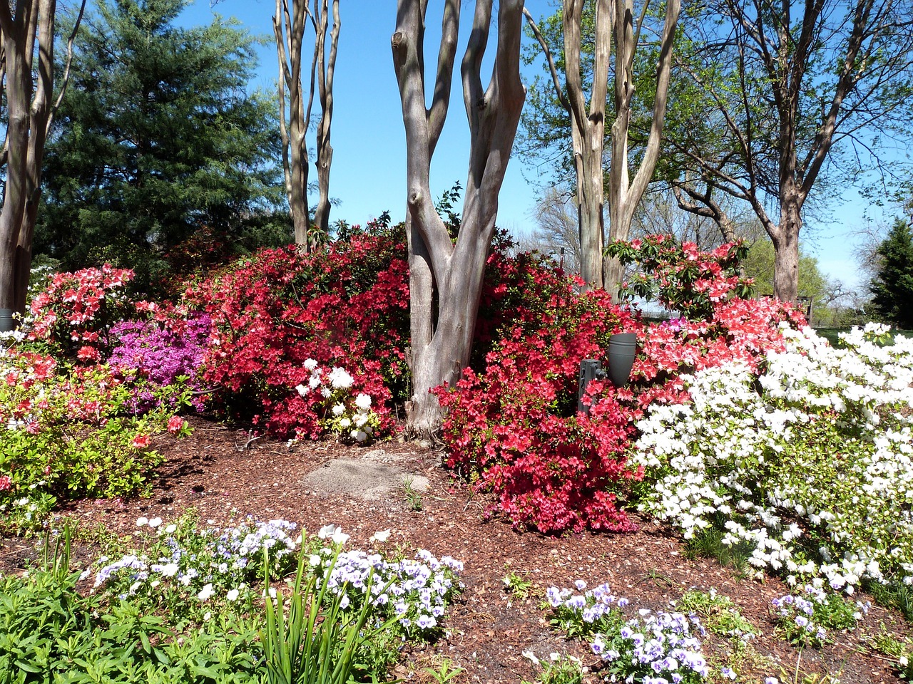 azaleas in bloom on a Dallas Arboretum and Botanical Garden day trip