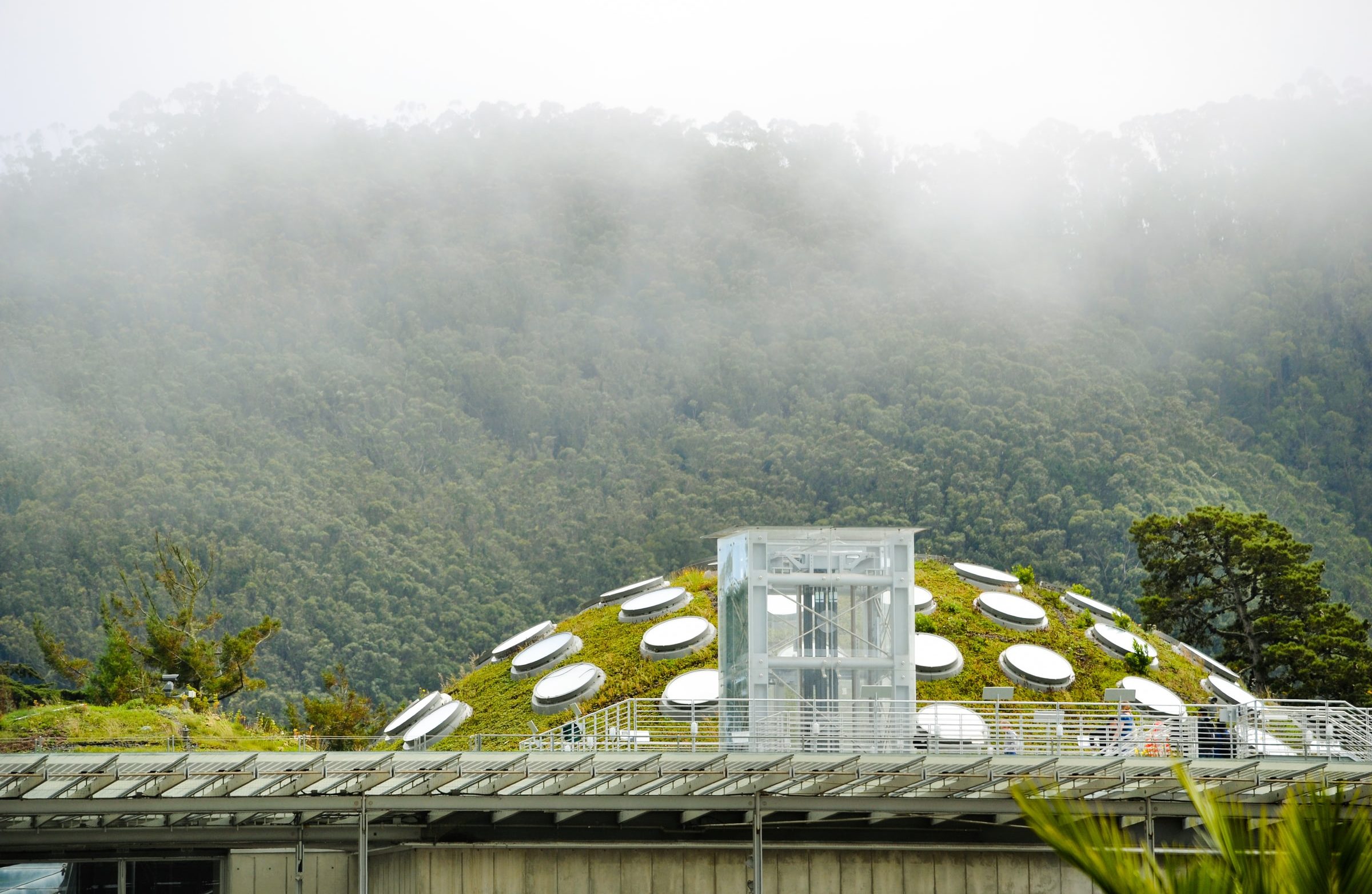 green roof at California Academy of Sciences in Golden Gate Park