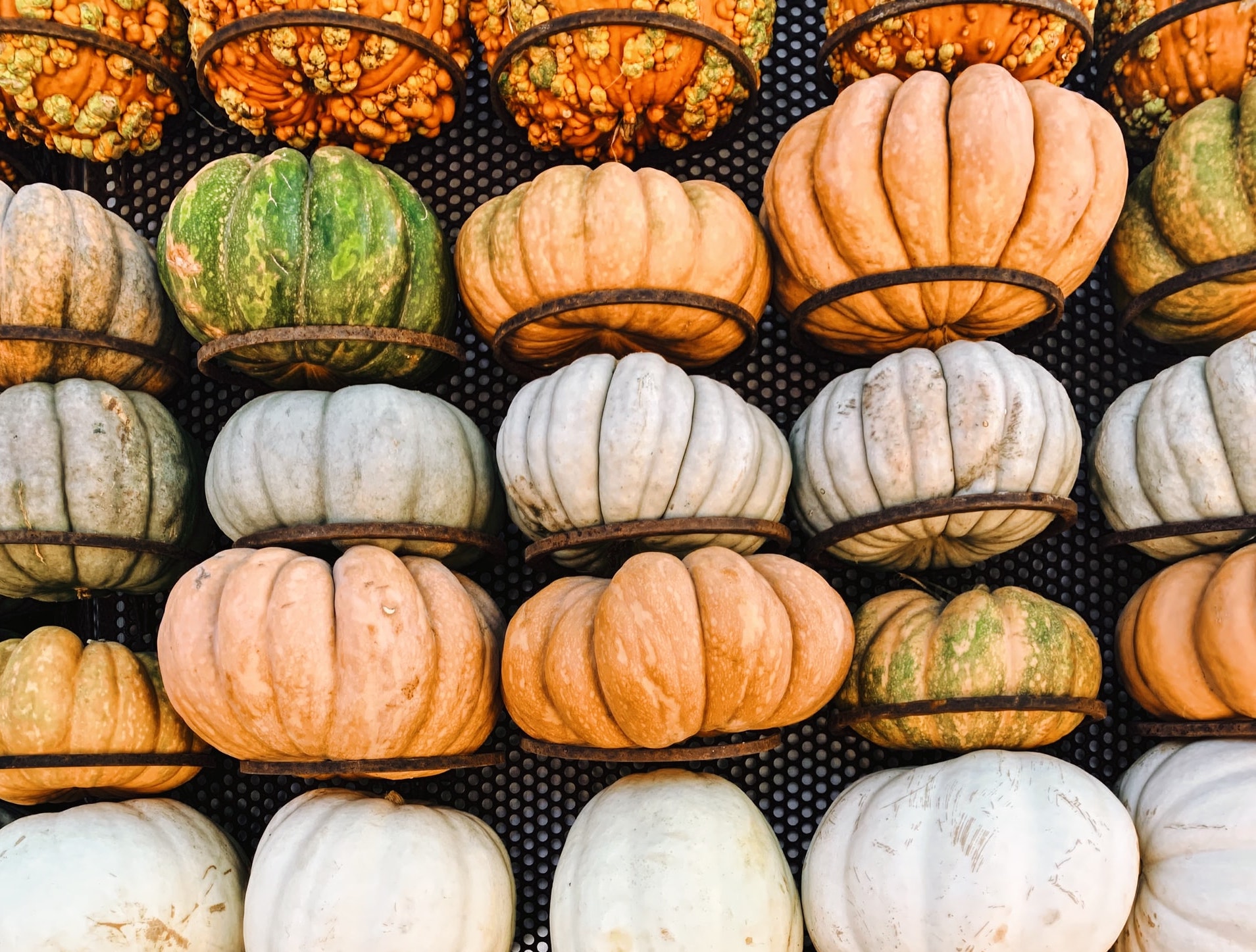 gourds at the Dallas arboretum fall festival