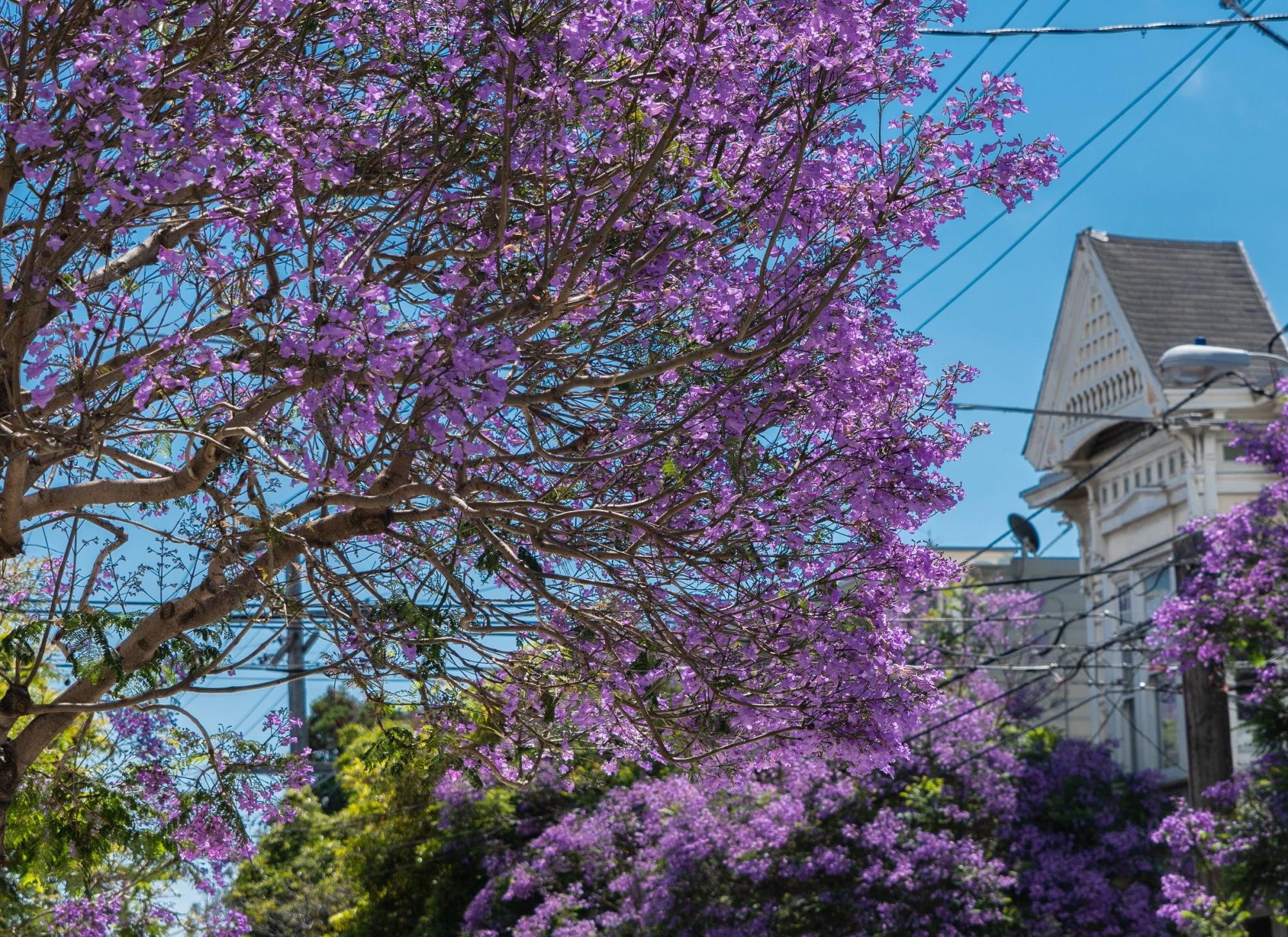 trees in bloom in the Mission District near houses