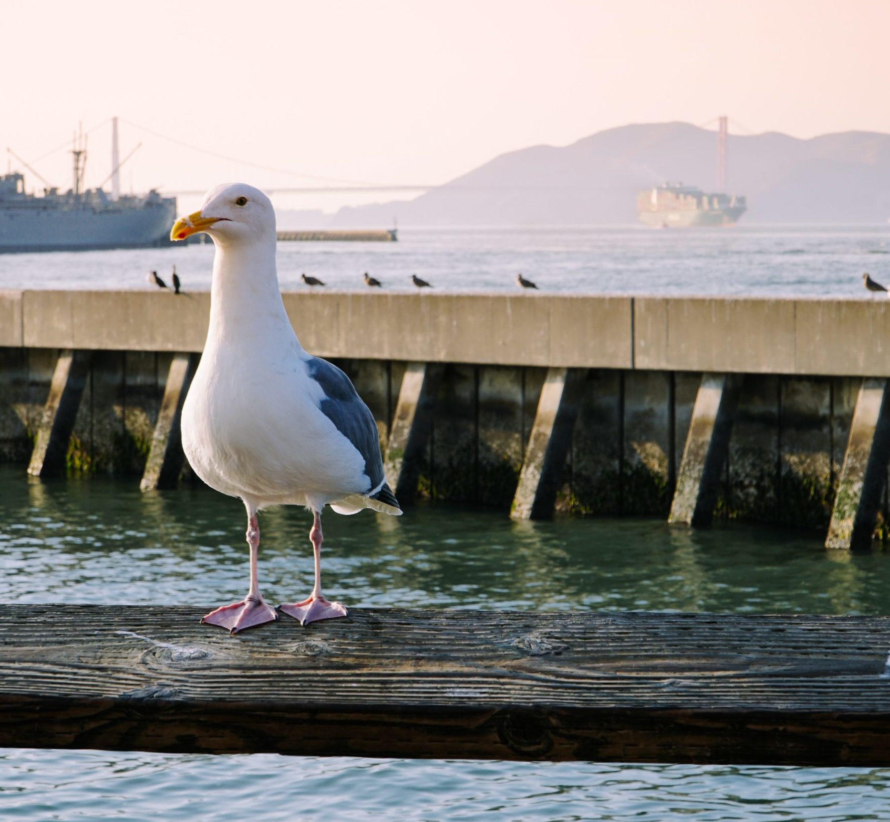 bird perched on Pier 39 in San Francisco