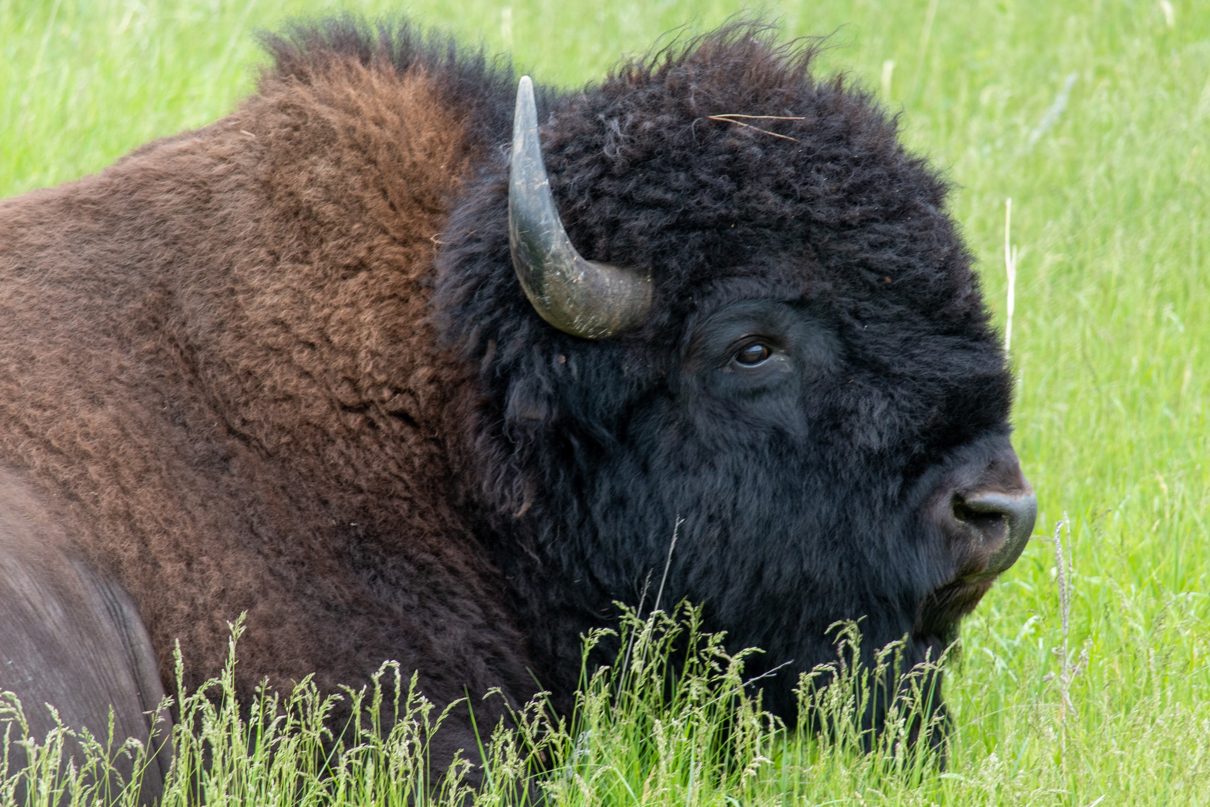 a bison laying in the grass