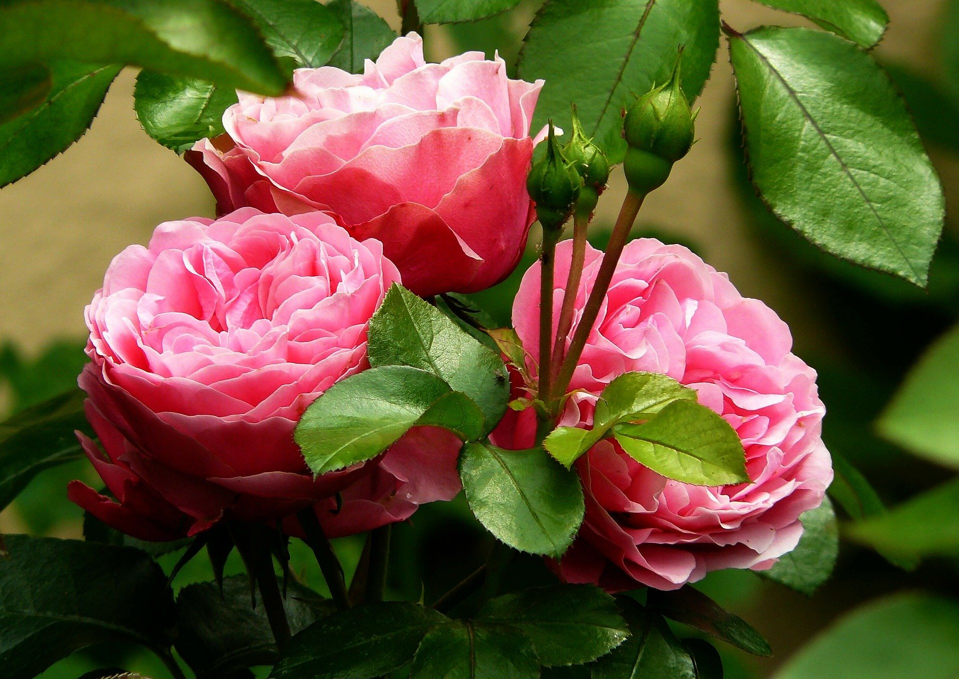 three roses in rose cluster in a garden