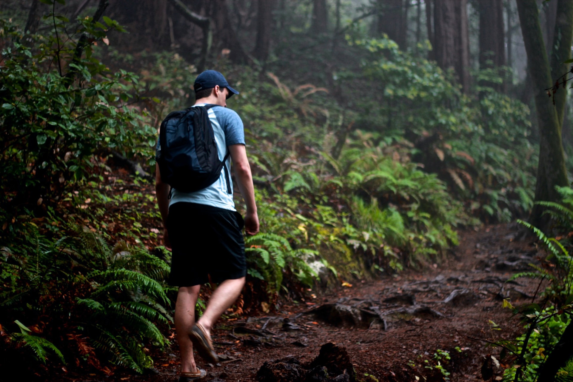 Hiker in Muir Woods National Monument north of San Francisco